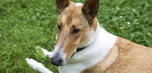 Trumpaplaukis kolis (Smooth Collie)