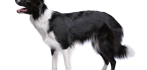 Borderkolis (Border Collie)