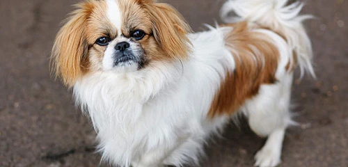Pekinas (Pekingese)