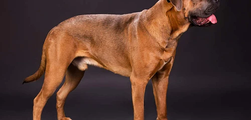 Italų mastifas (Cane Corso)