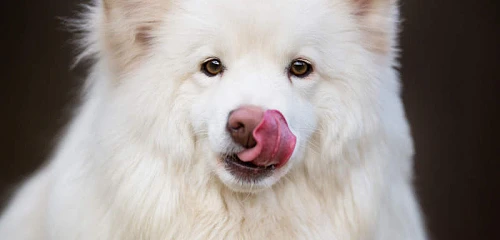 Suomių laphundas (Finnish Lapphund)