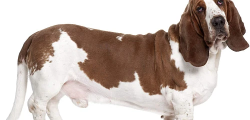 Anglų basetas (Basset Hound)