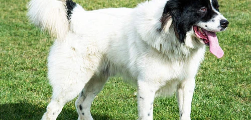 Bulgarijos aviganis (Bulgarian Shepherd Dog)
