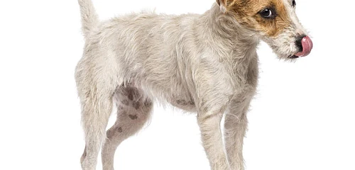 Pastoriaus Raselo terjeras (Parson Russell Terrier)