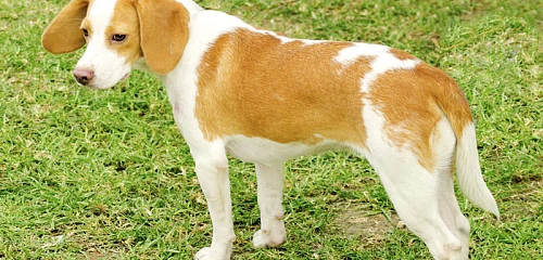 Istrijos trumpaplaukis skalikas (Istrian Shorthaired Hound)