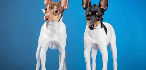 Amerikiečių toiterjeras (American Toy Terrier)