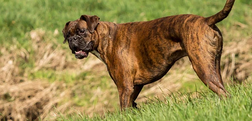 Vokiečių bokseris (Boxer)
