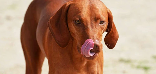 Redbono kunhaundas (Redbone Coonhound)