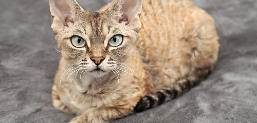 Devonreksas (Devon Rex)