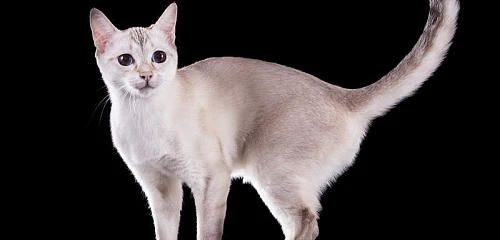 Tonkino katė (Tonkinese cat)