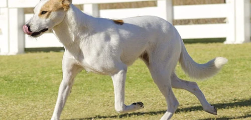 Kanaano šuo (Canaan dog)