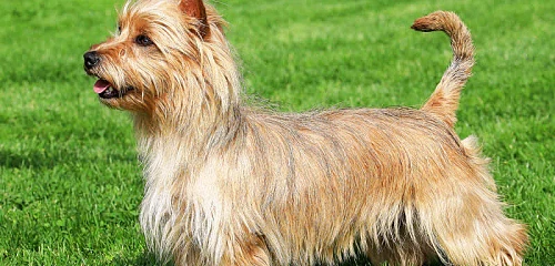 Australų terjeras (Australian Terrier)