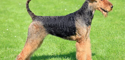 Erdelterjeras (Airedale Terrier)