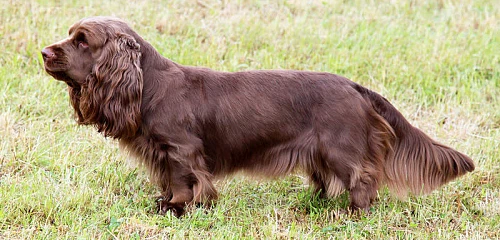 Sasekso spanielis (Sussex Spaniel)