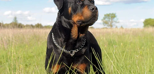Rotveileris (Rottweiler)