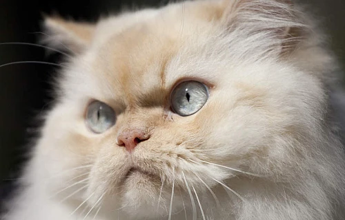 Himalajų katė (Himalayan cat)