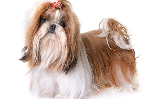 Ši Cu (Shih Tzu)