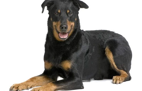 Boseronas (Beauceron)