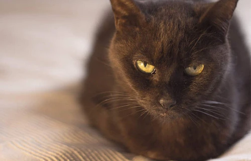 Bombėjaus katė (Bombay cat)