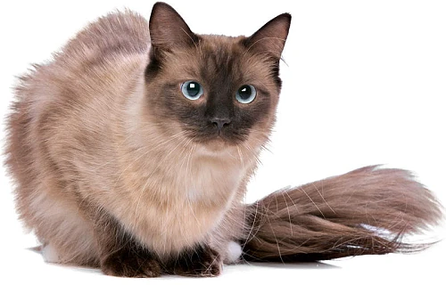 Ragdoll katės (Skudurinukė, Ragdoll)