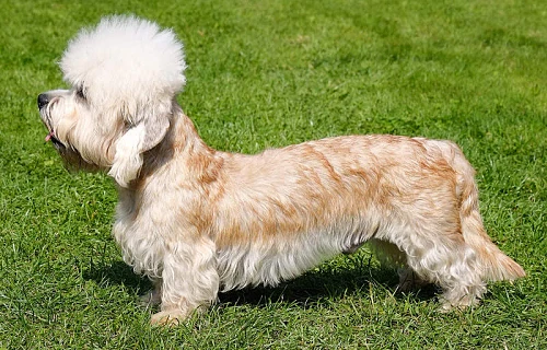 Dendžio Dinmonto terjeras (Dandie Dinmont Terrier)