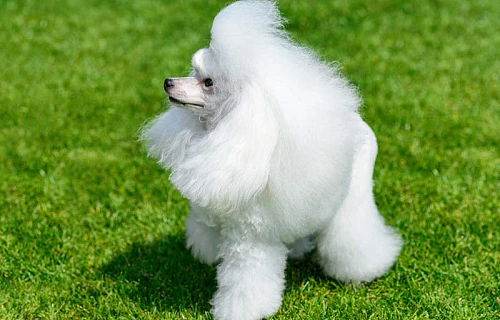 Toipudelis (Toy poodle)