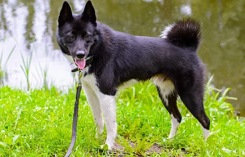 Rusų europinė laika (Russo-European Laika)
