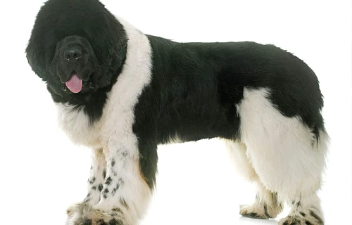 Landsyras (Landseer)