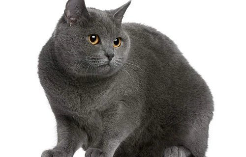 Kartezianinės katės (Chartreux cat)