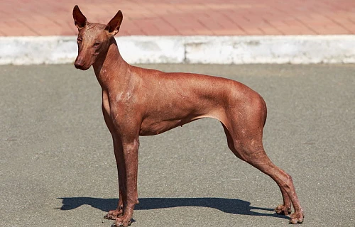 Peru plikasis šuo  (Peruvian Hairless Dog)