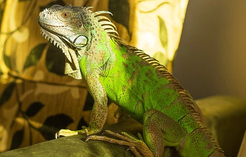 Žalioji iguana