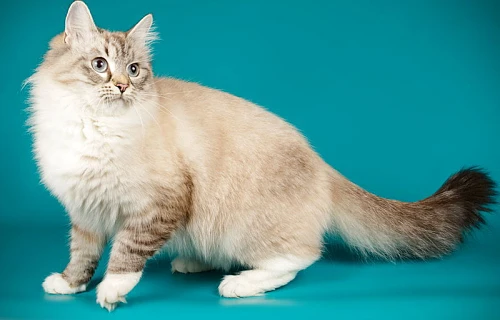 Nevos maskaradinė katė (Neva Masquerade cat)