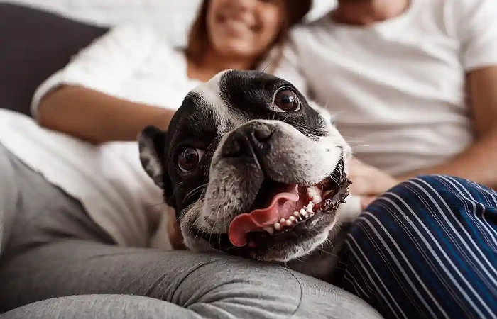 16 įdomių faktų apie šunis