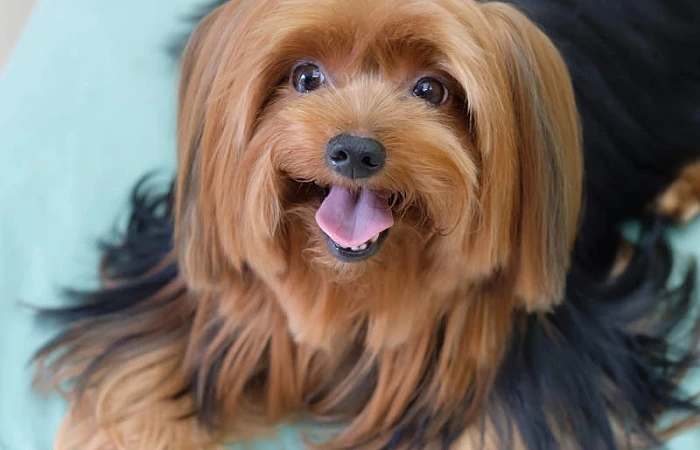 Populiariausios šunų veislės - biglis