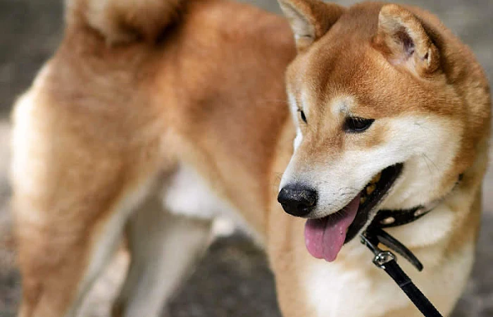 Šiba Inu (Shiba Inu)
