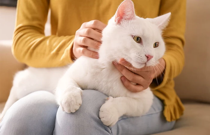 Kao Mani katė (Khao Manee cat)